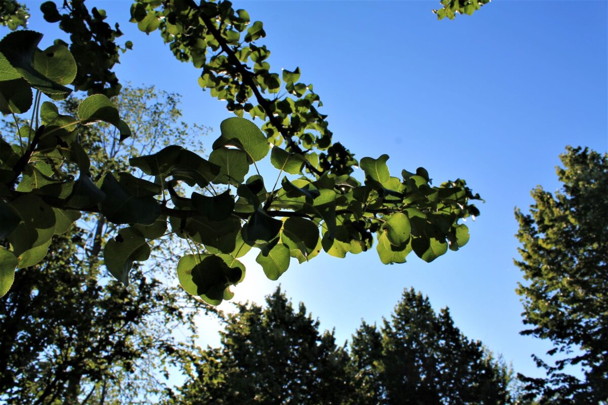 Sierpeer 'Beech hill' | Hoogstam