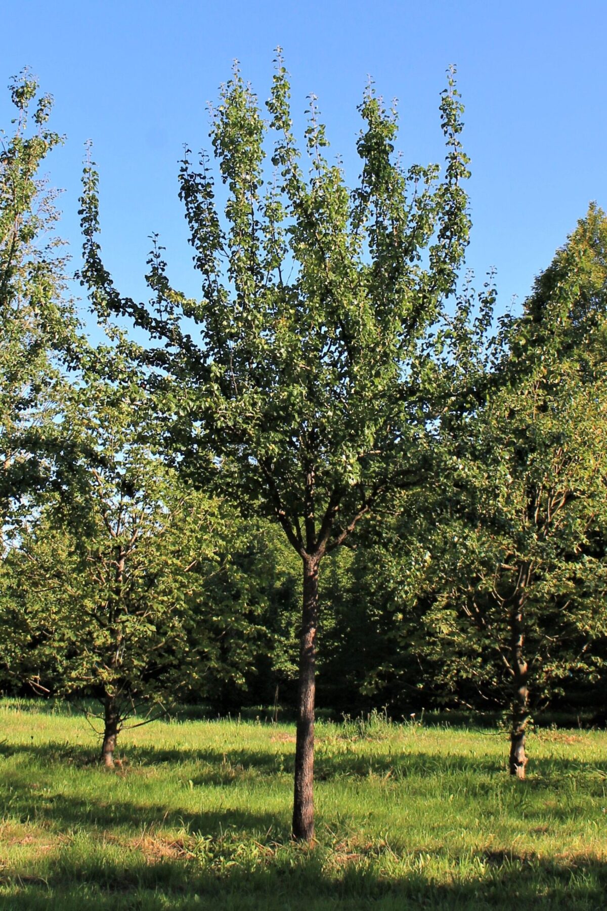 Sierpeer 'Beech hill' | Hoogstam