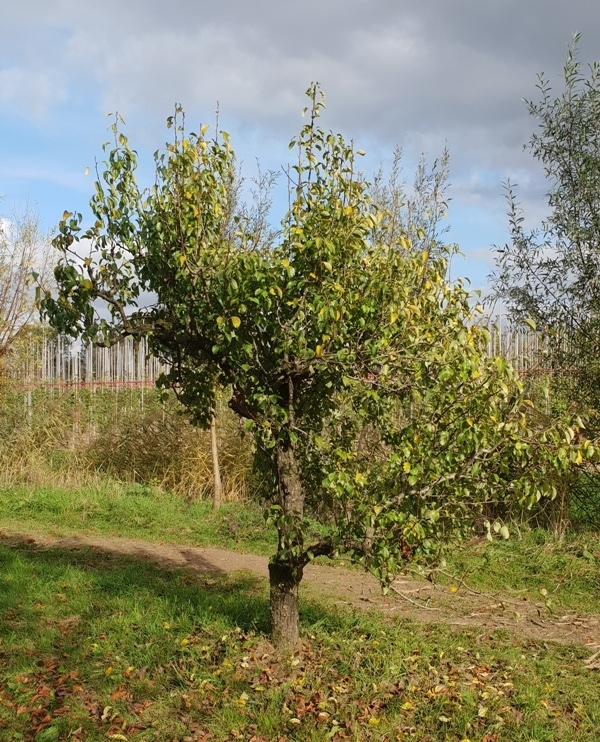 Perenboom 'Conference' | Laagstam