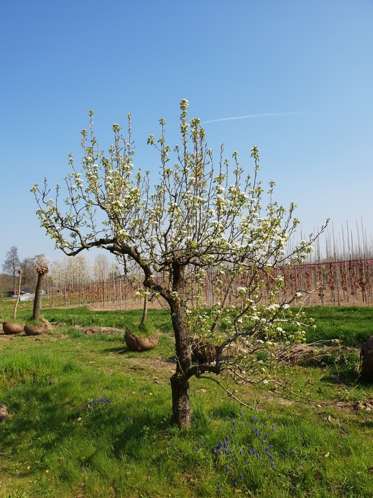 Perenboom 'Conference' | Laagstam