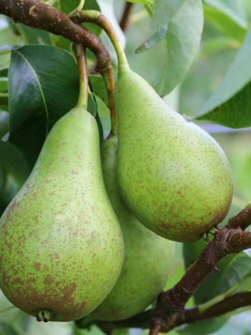 Appelboom 'James Grieve' | Halfstam