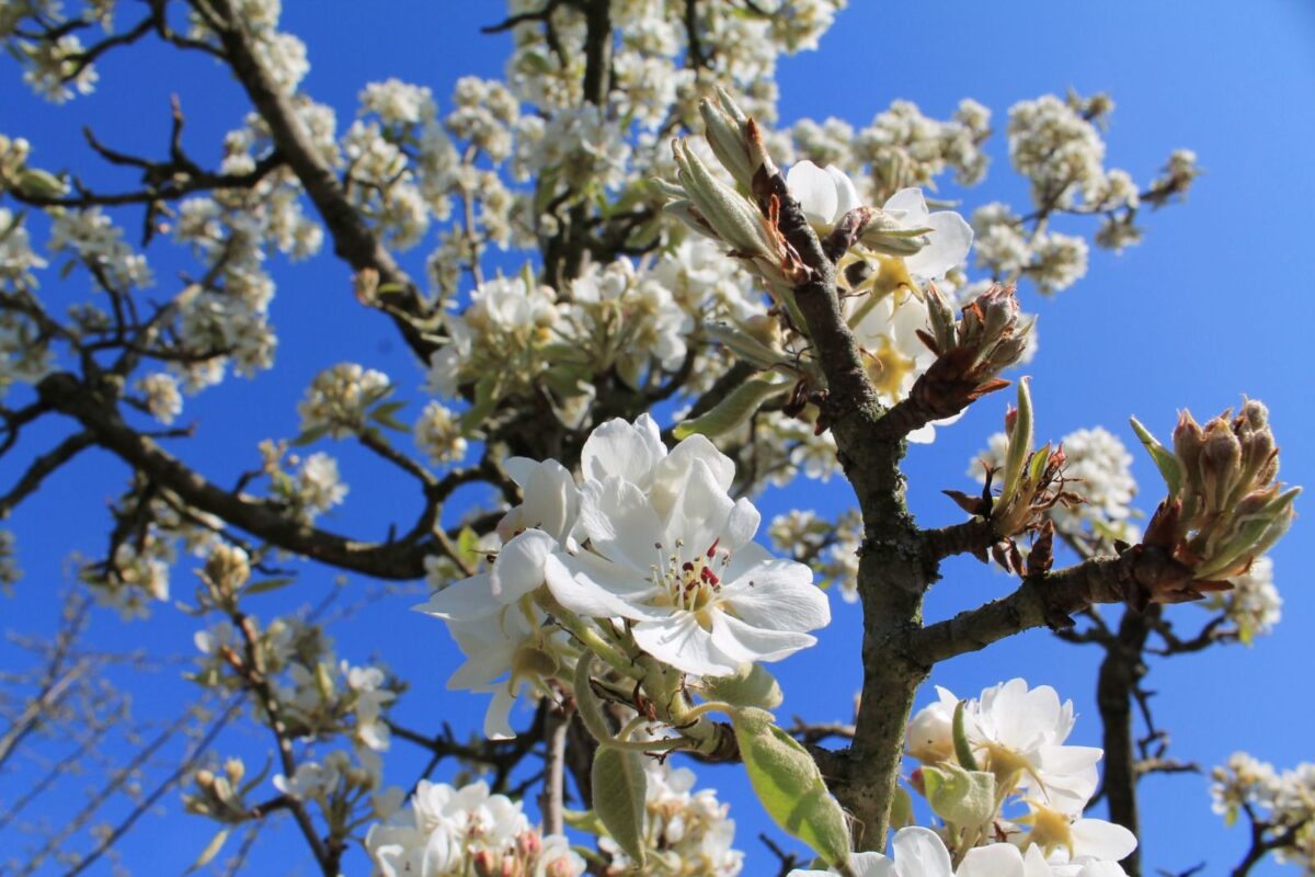 Perenboom 'Gieser wildeman' | Halfstam