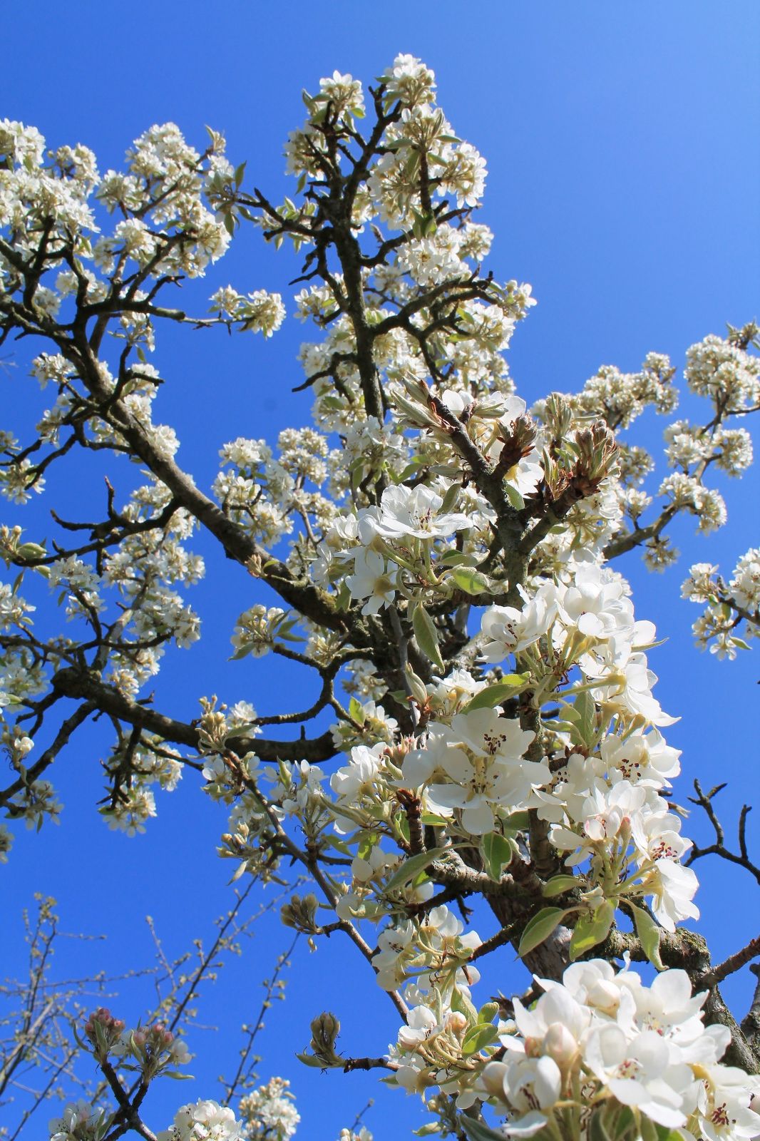 Perenboom 'Gieser wildeman' | Halfstam