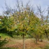 Perzische ijzerhoutboom | Hoogstam