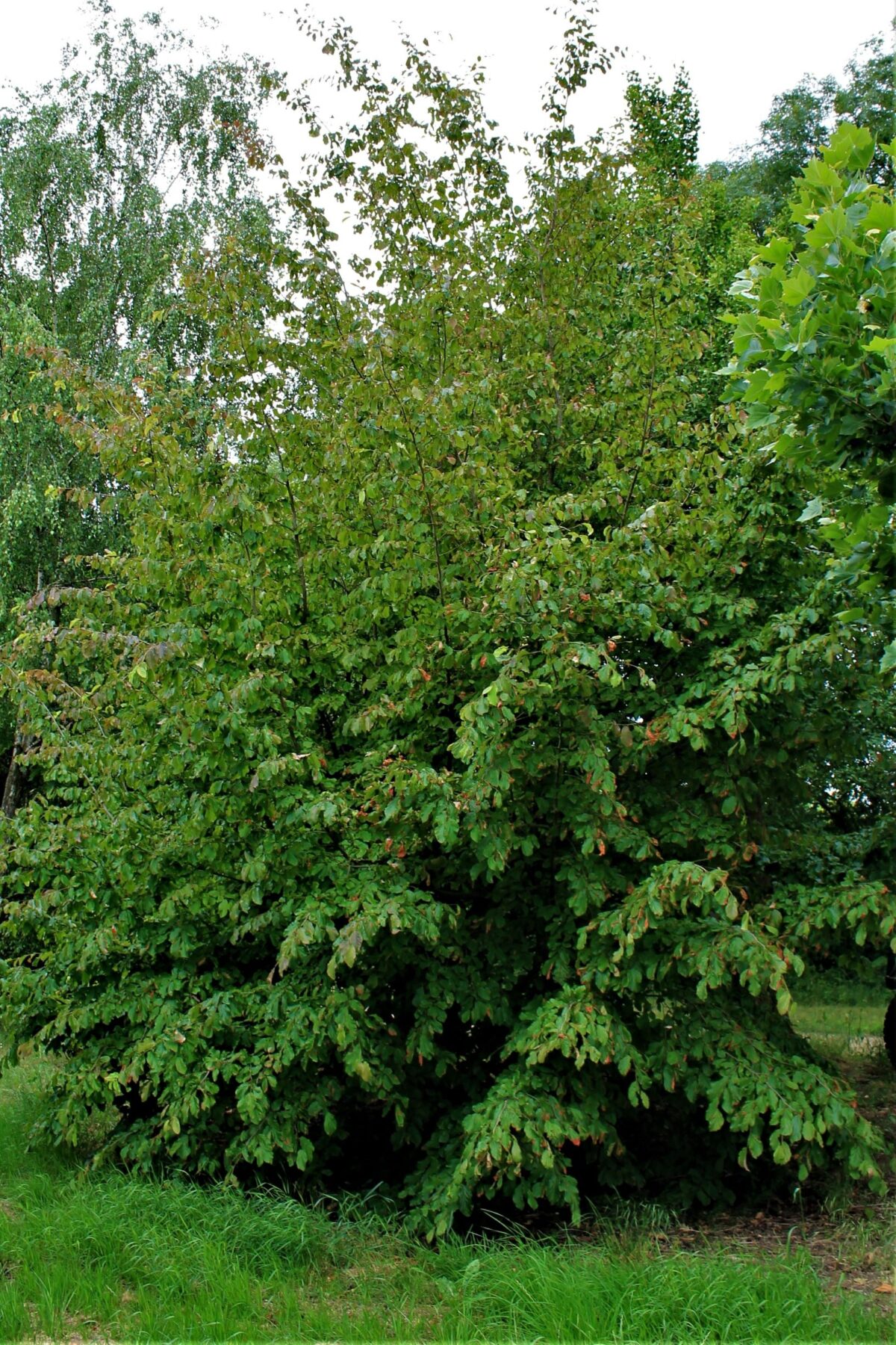 Perzische ijzerhoutboom | Meerstammig