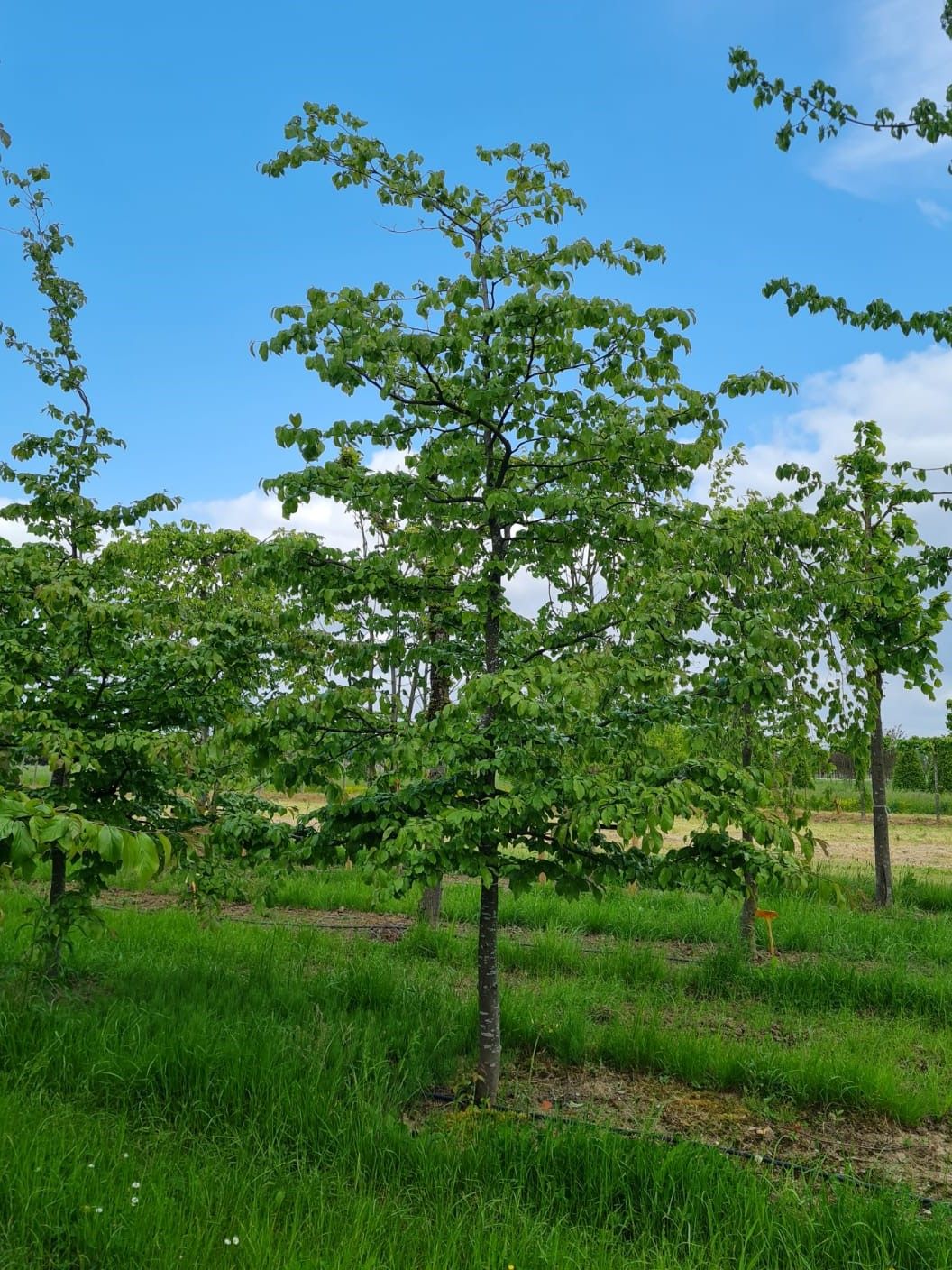 Perzische ijzerhoutboom | Halfstam
