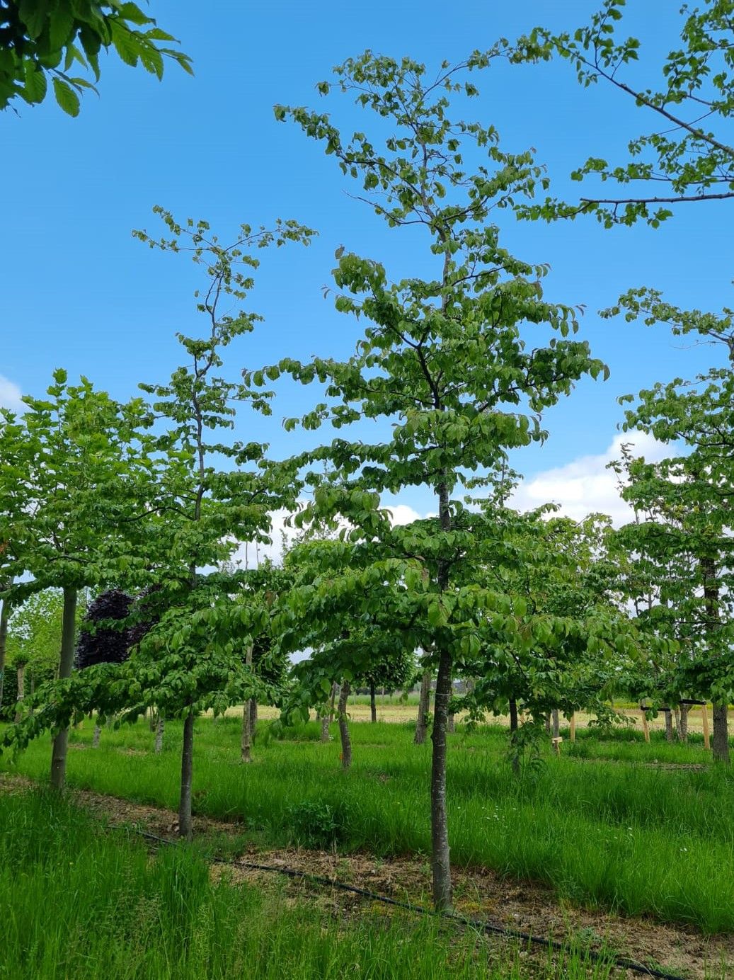 Perzische ijzerhoutboom | Halfstam