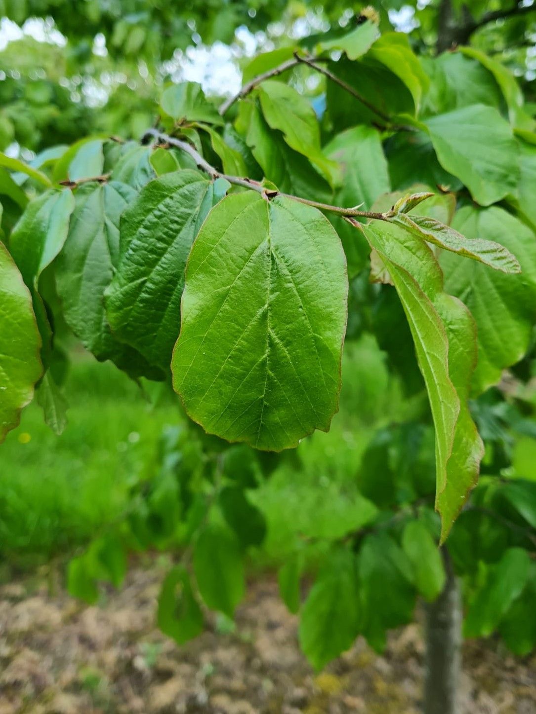 Perzische ijzerhoutboom | Halfstam