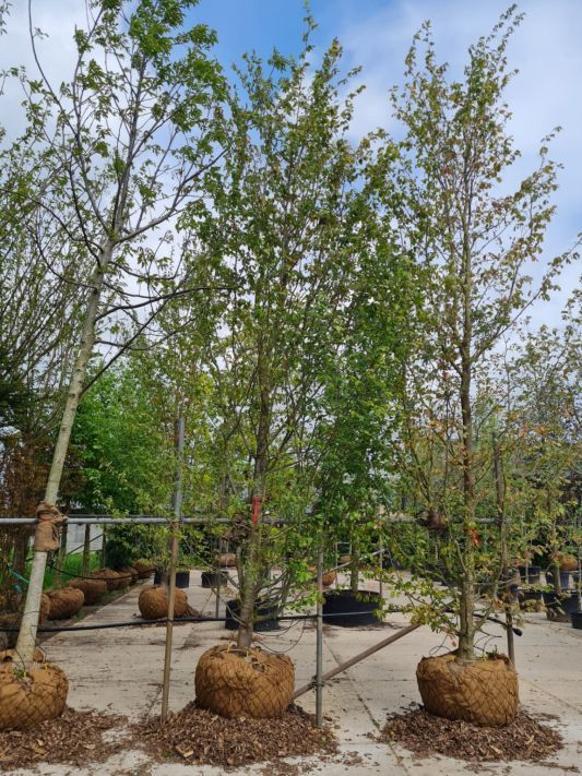 Perzische ijzerhoutboom | Halfstam