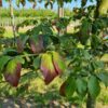 Perzische ijzerhoutboom | Hoogstam