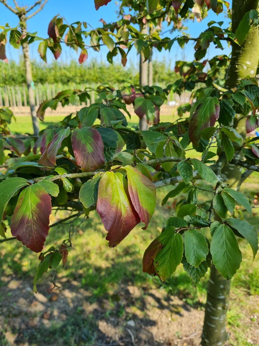 Perzische ijzerhoutboom | Hoogstam