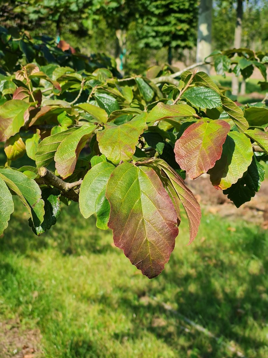 Perzische ijzerhoutboom | Hoogstam