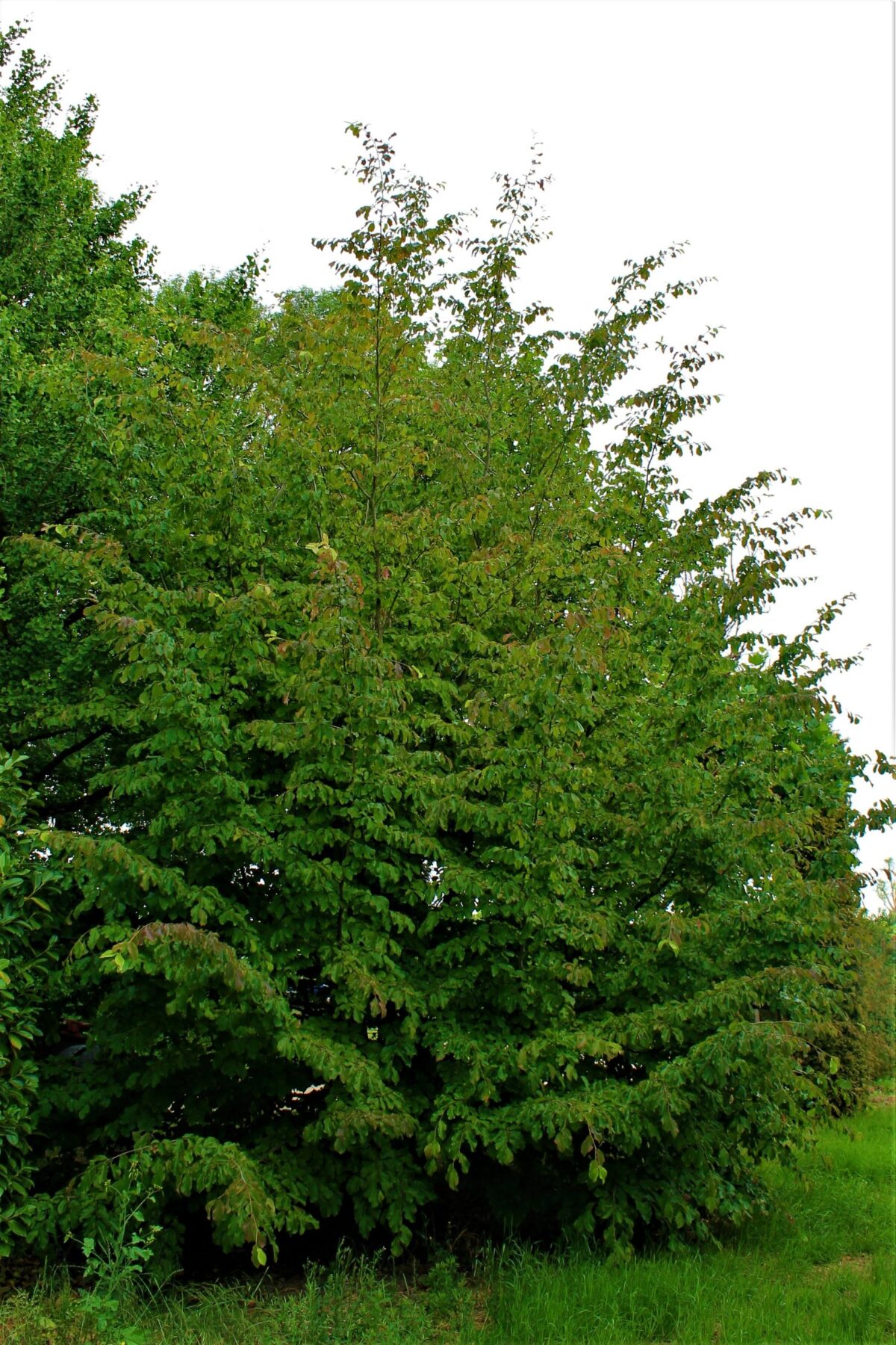 Perzische ijzerhoutboom | Meerstammig