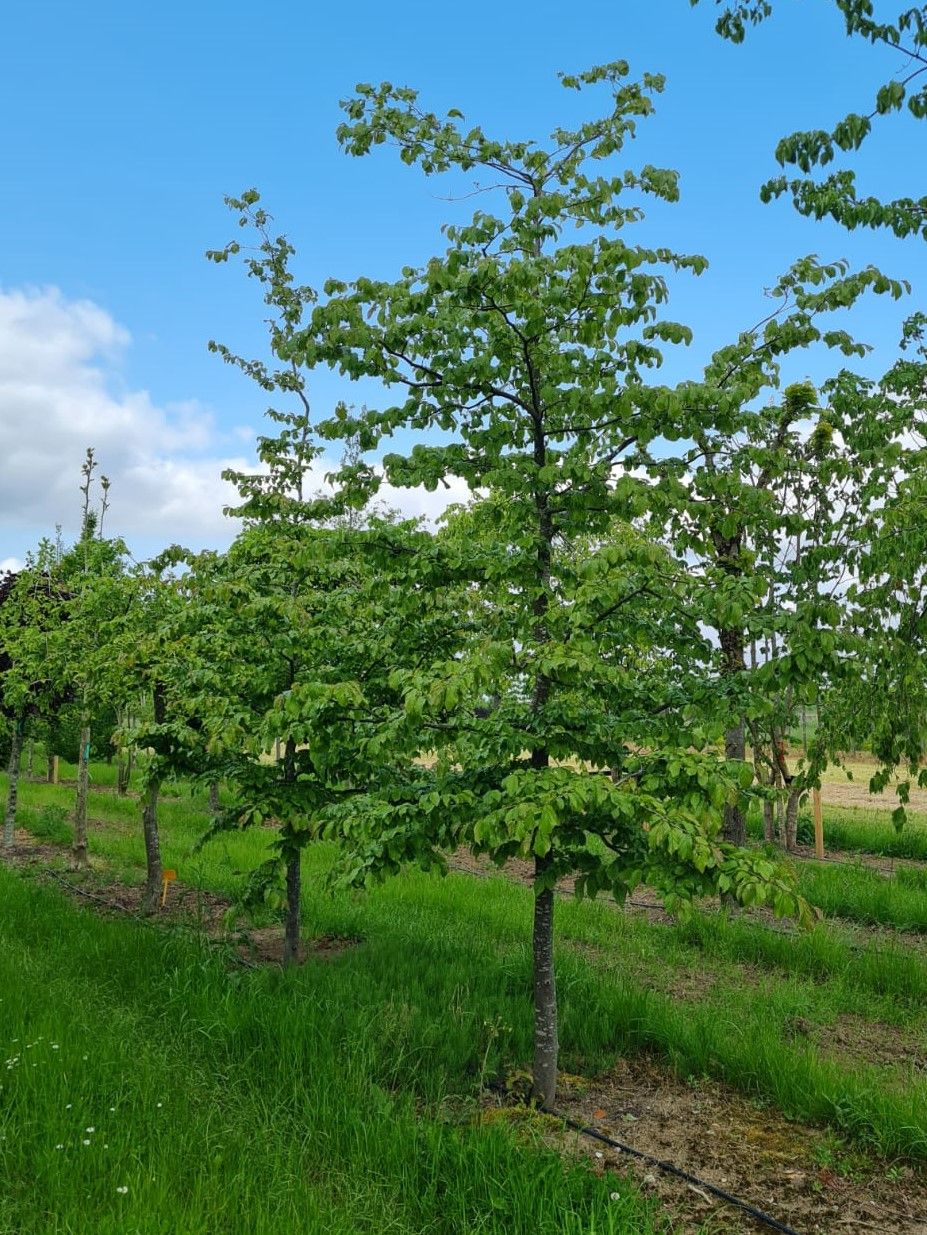 Perzische ijzerhoutboom | Laagstam