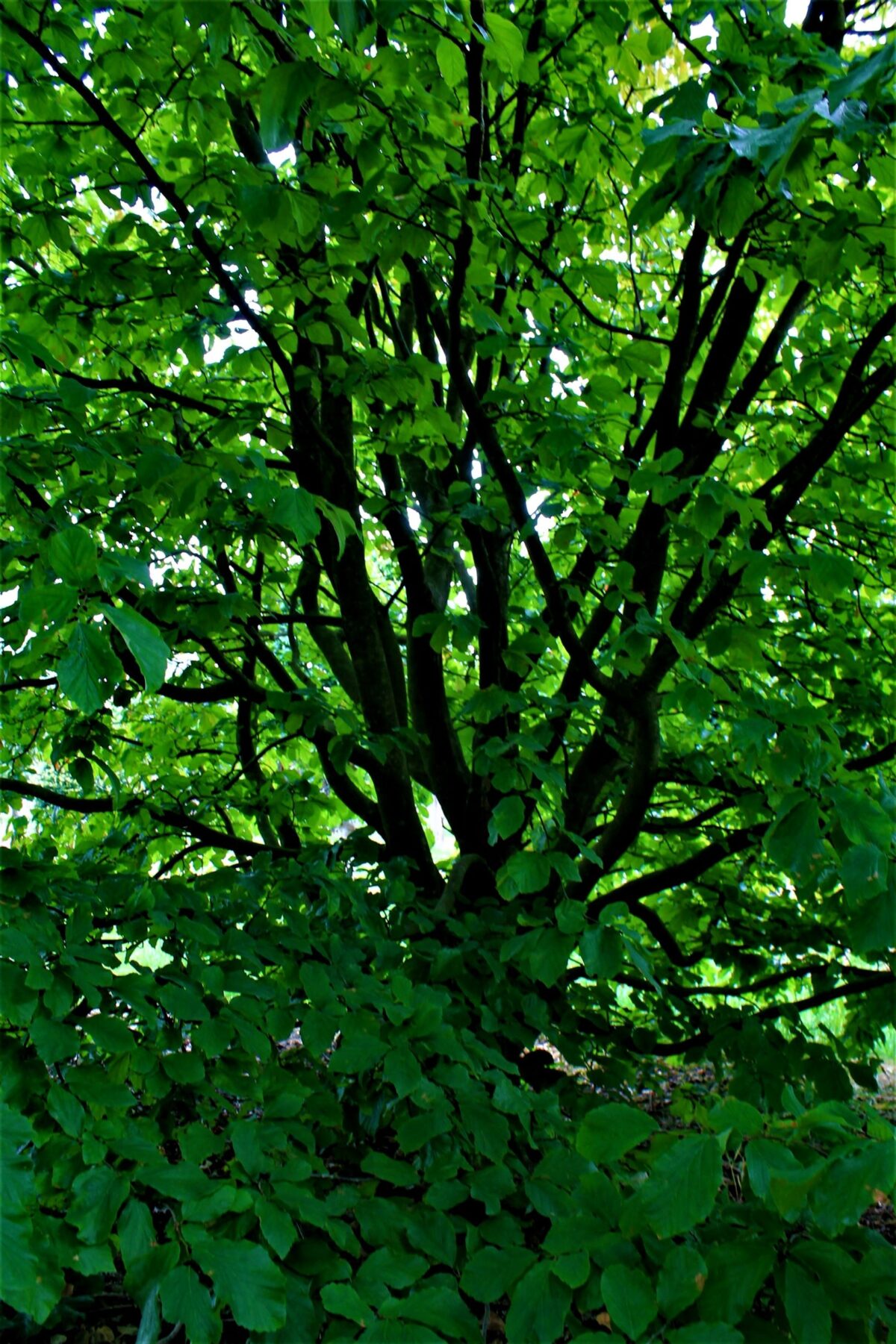 Perzische ijzerhoutboom | Meerstammig