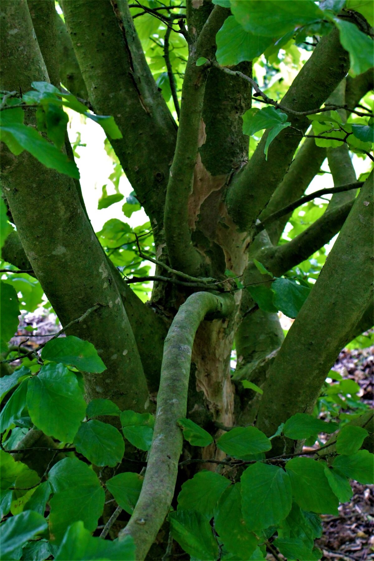 Perzische ijzerhoutboom | Meerstammig