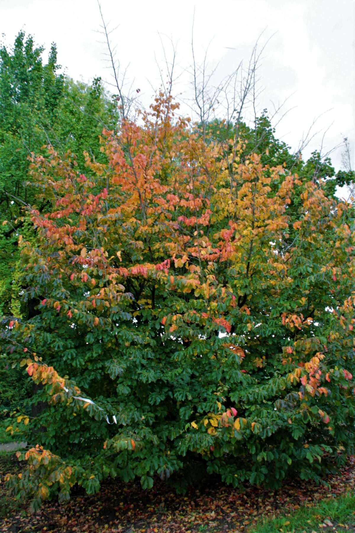 Perzische ijzerhoutboom | Meerstammig