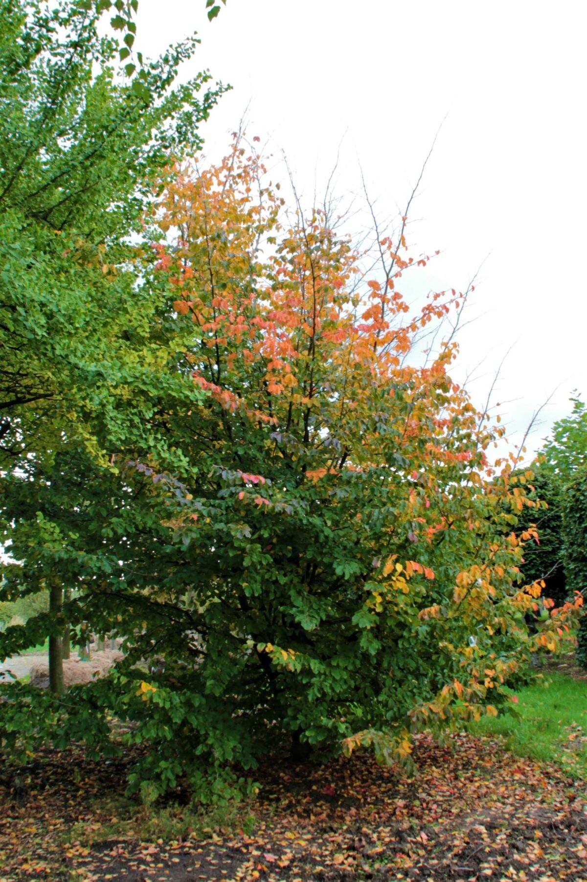 Perzische ijzerhoutboom | Meerstammig