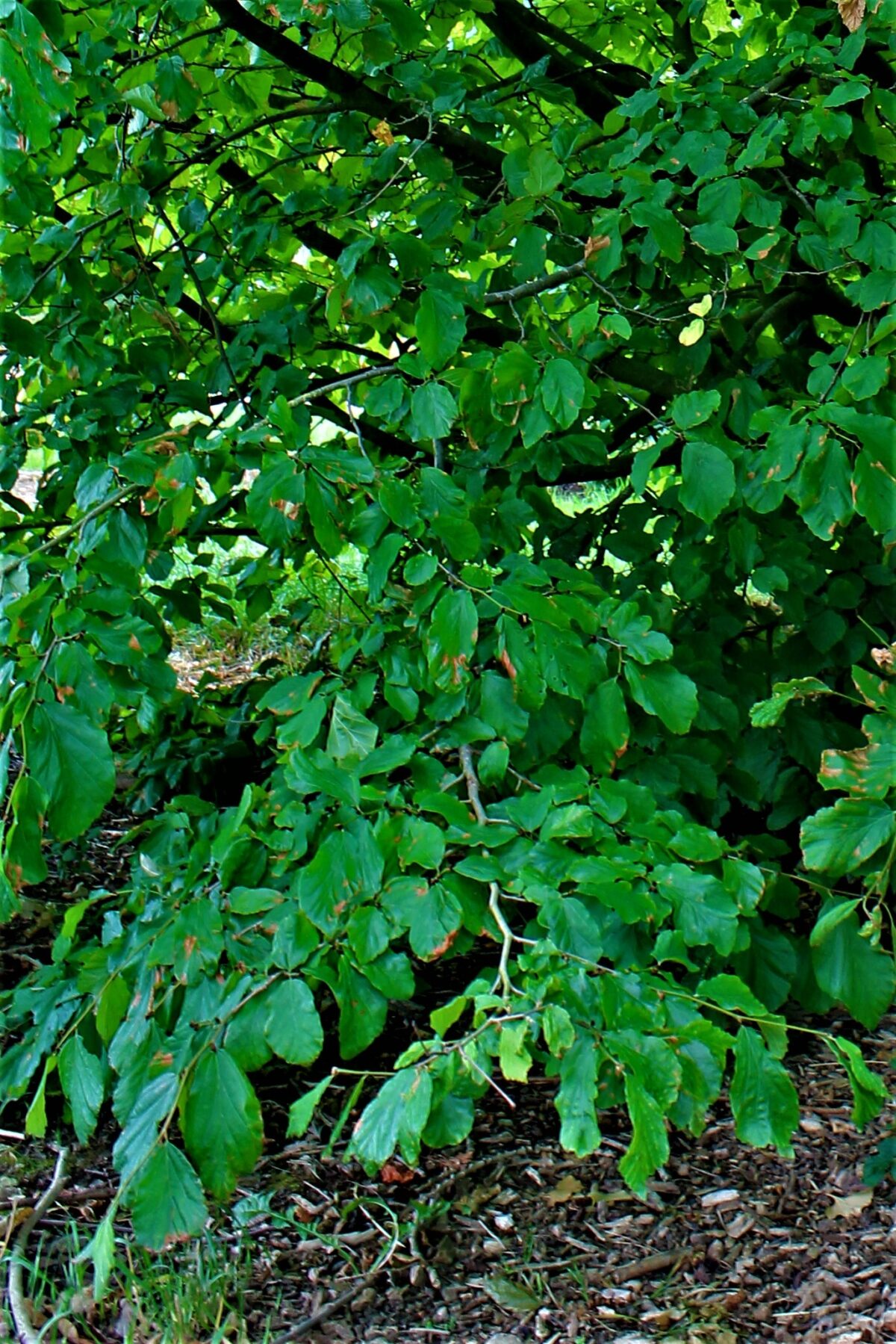 Perzische ijzerhoutboom | Meerstammig