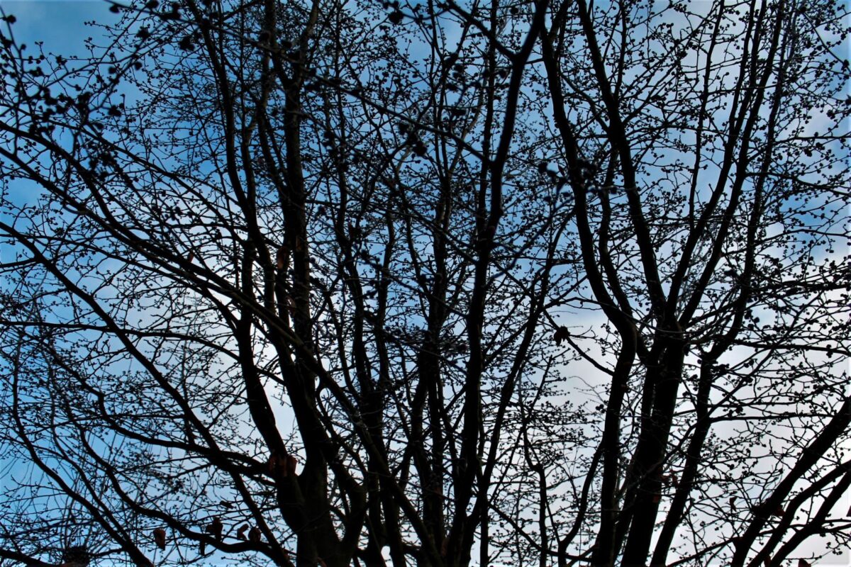 Perzische ijzerhoutboom | Meerstammig