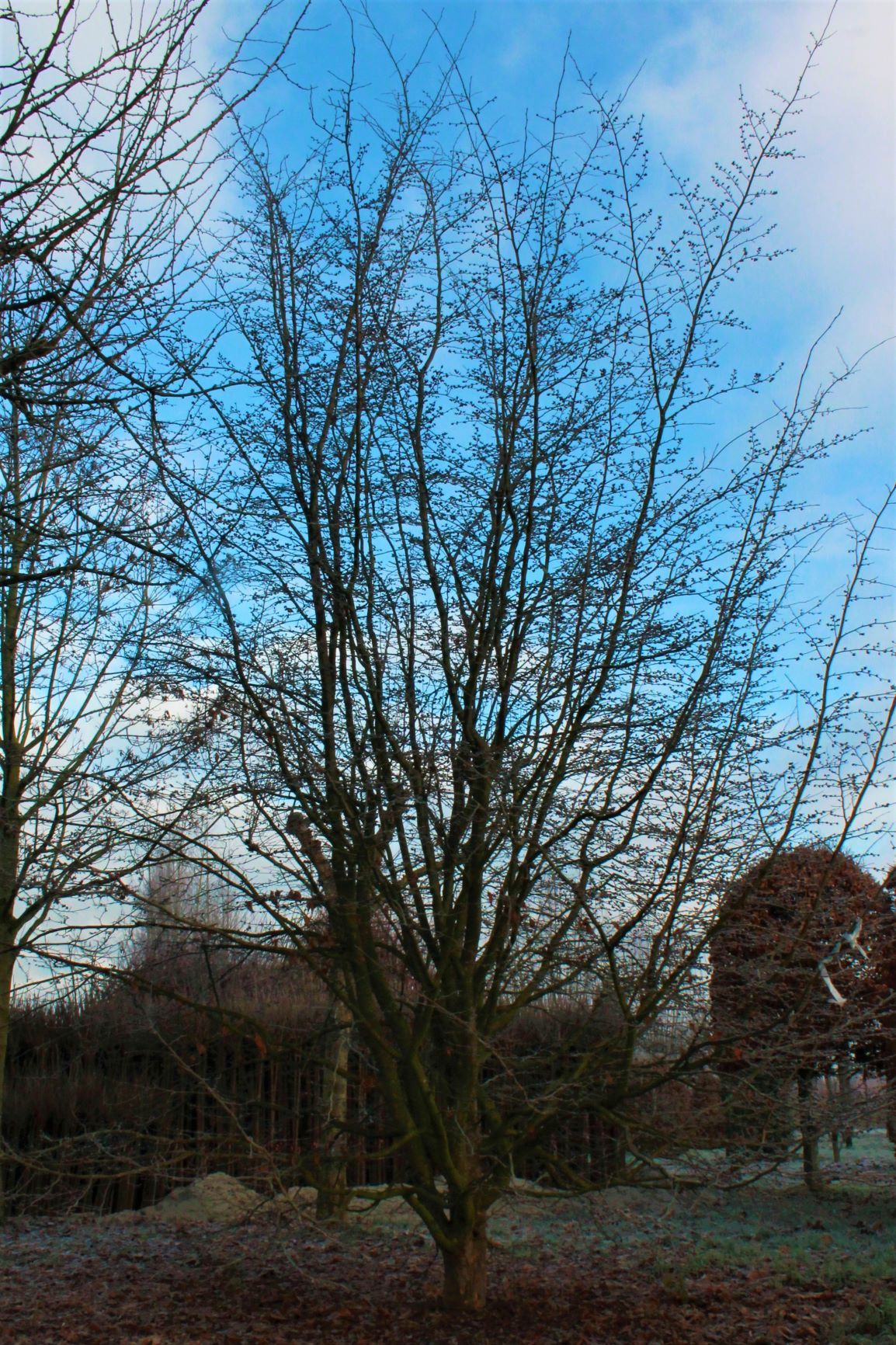 Perzische ijzerhoutboom | Meerstammig