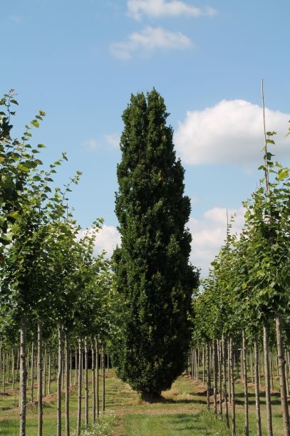 Piramide eik | Laagstam