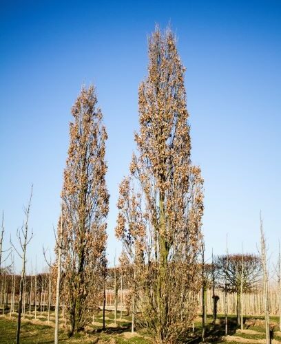 Piramide eik | Laagstam