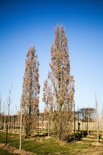 Piramide eik | Laagstam