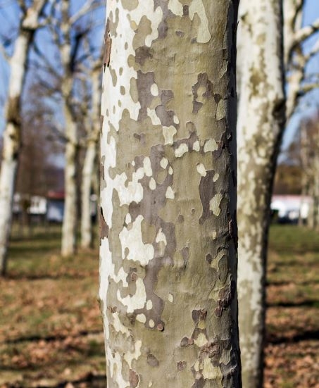 Plataan | Hoogstam