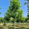 Plataan | Hoogstam