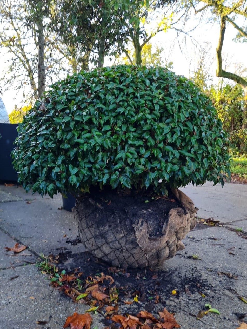 Portugese laurierkers 'Angustifolia' | Bolvorm