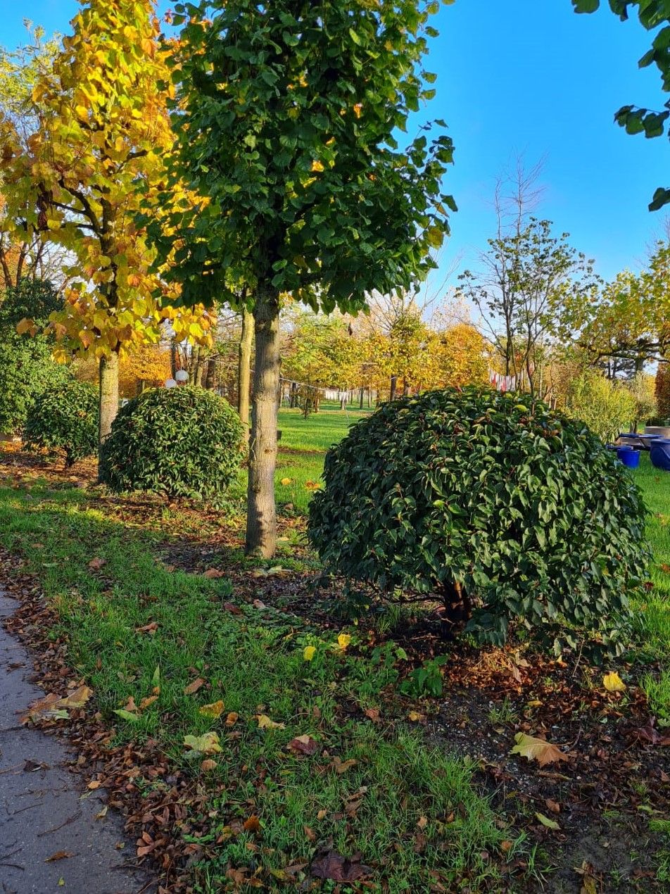 Portugese laurierkers | Bolvorm