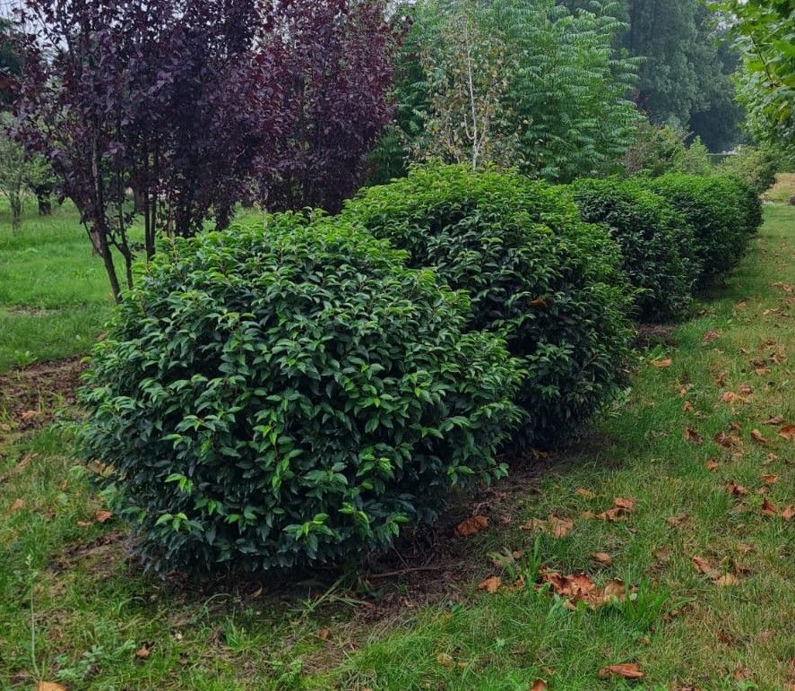 Portugese laurierkers | Bolvorm