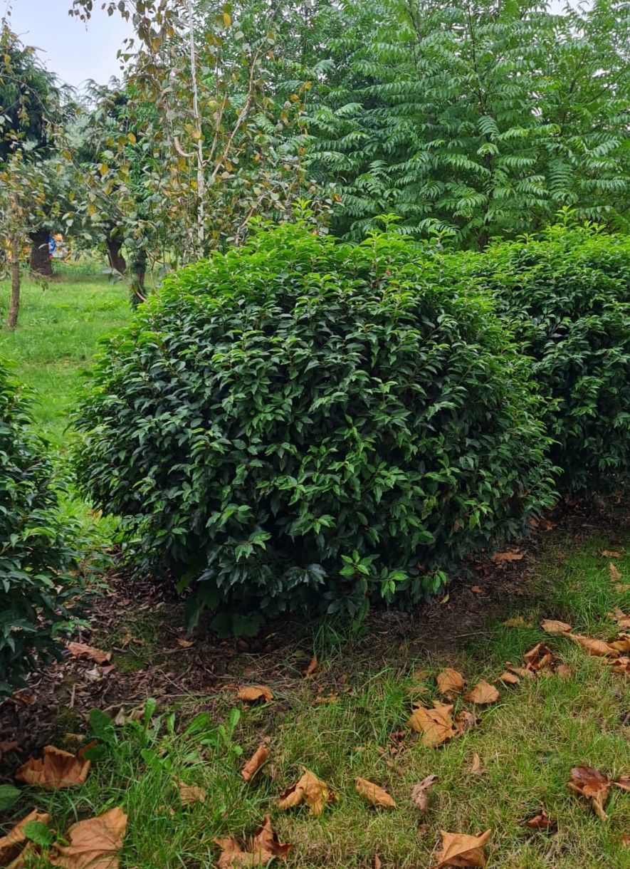 Portugese laurierkers | Bolvorm