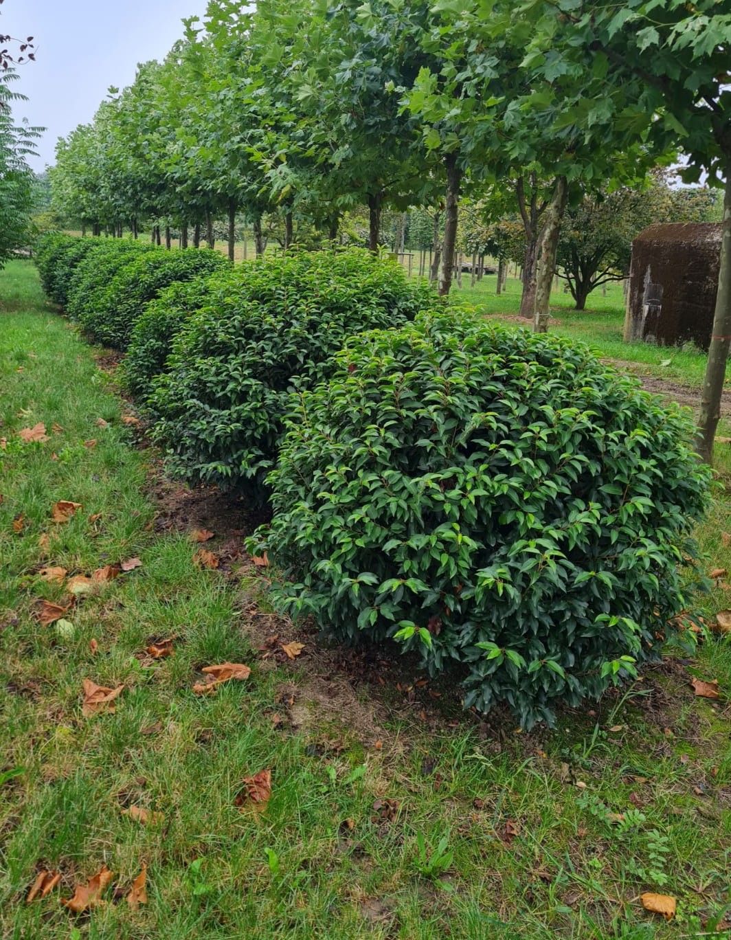 Portugese laurierkers | Bolvorm