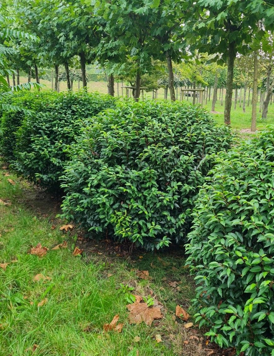 Portugese laurierkers | Bolvorm