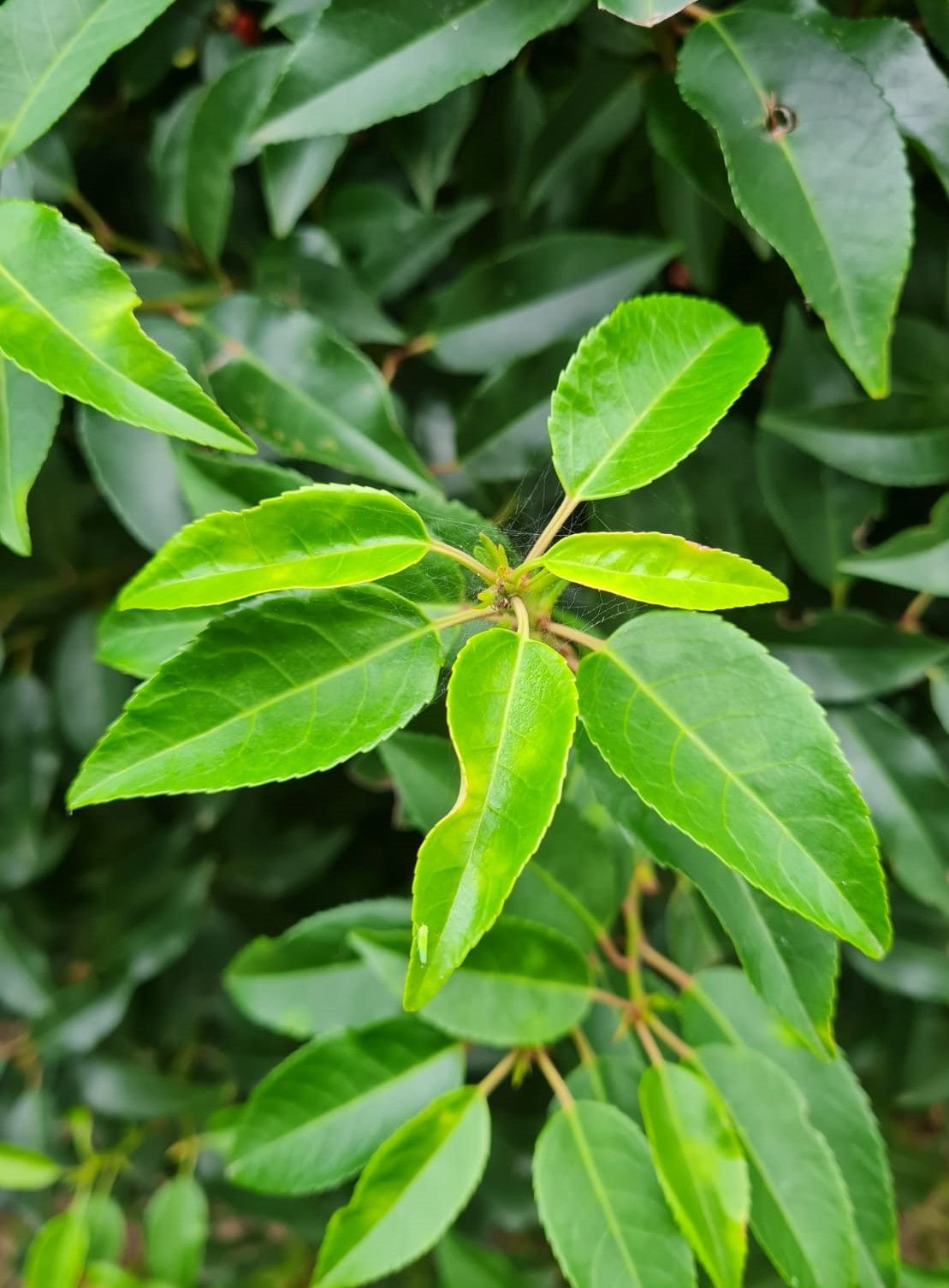 Portugese laurierkers | Bolvorm