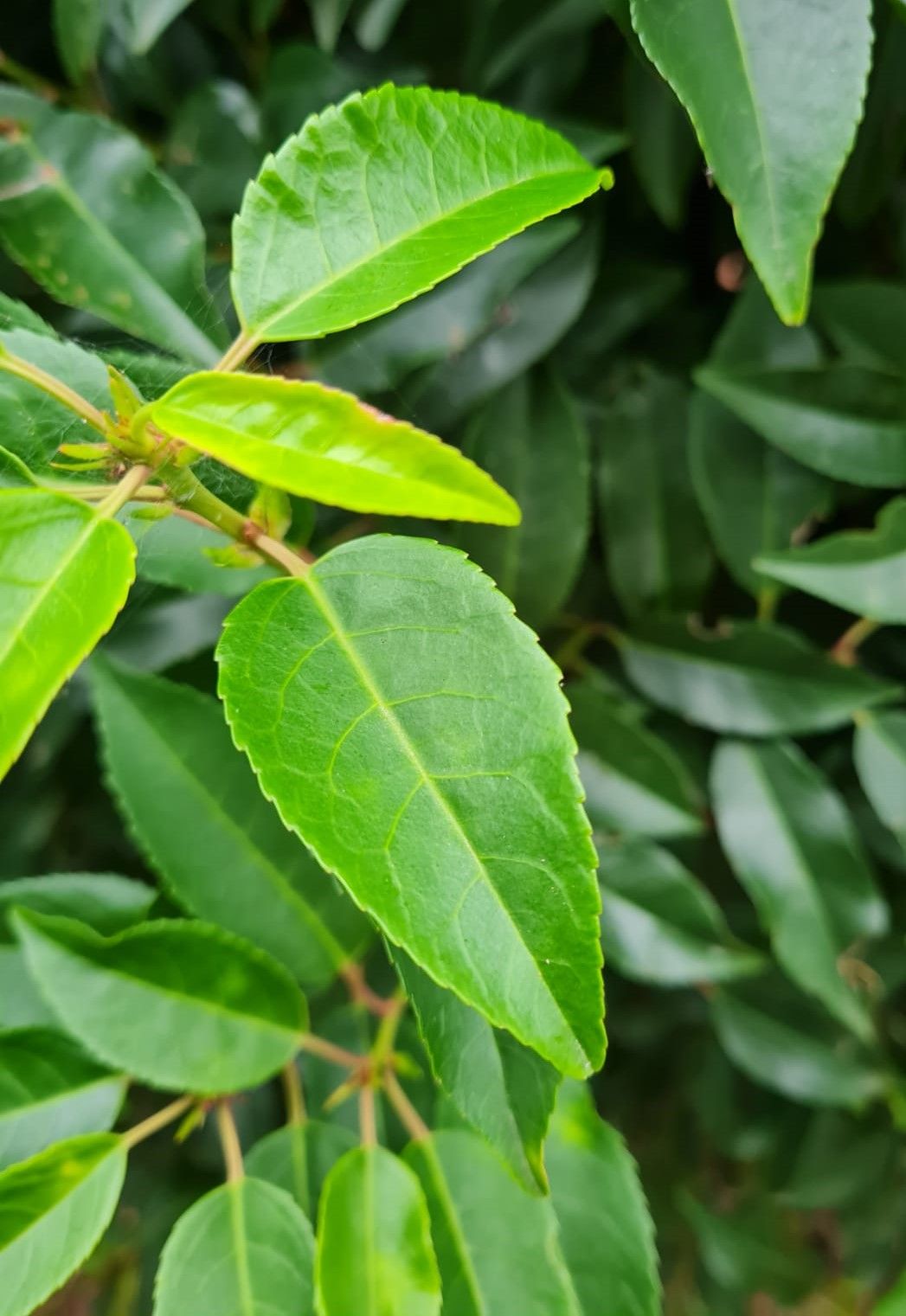 Portugese laurierkers | Bolvorm