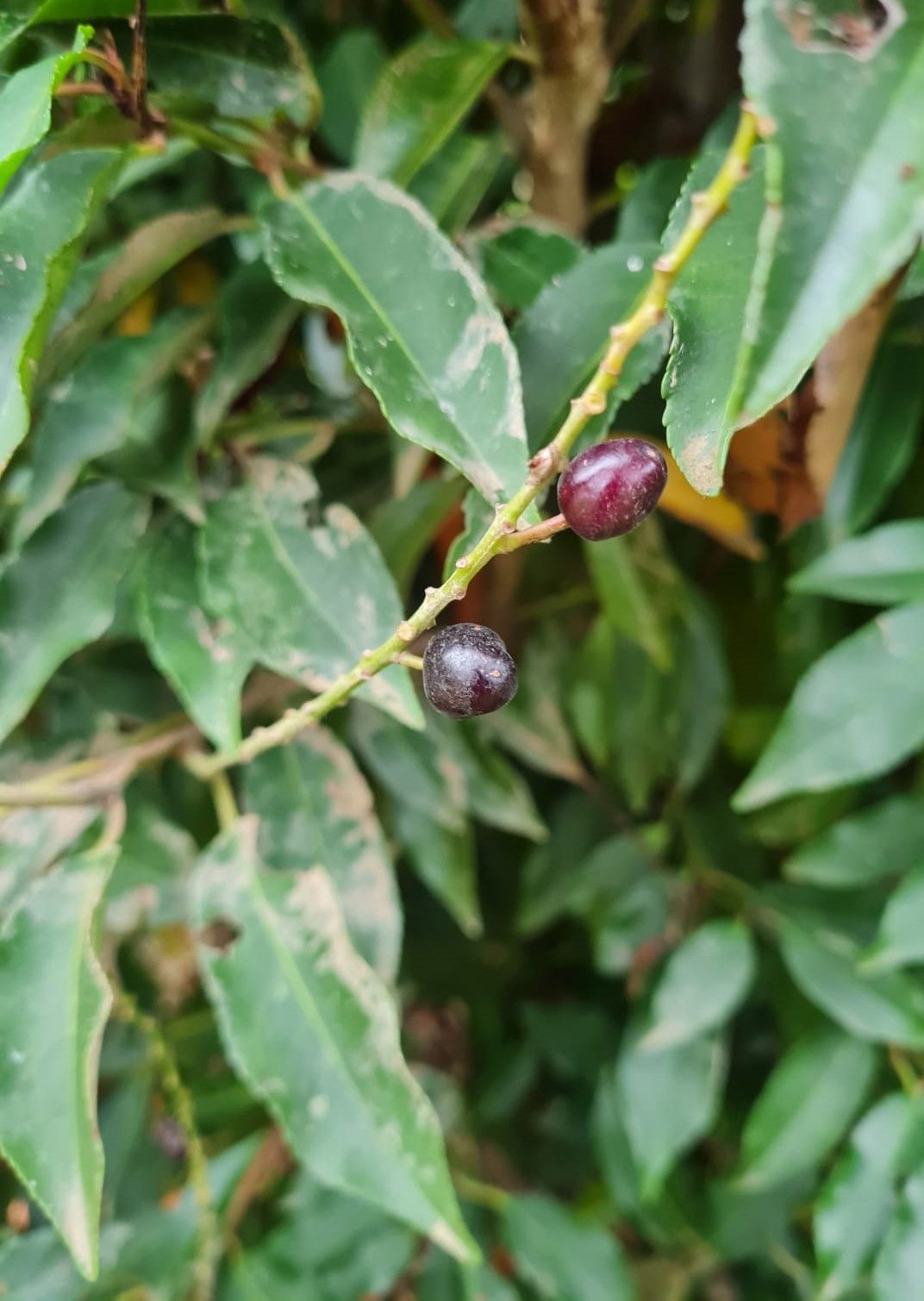 Portugese laurierkers | Bolvorm