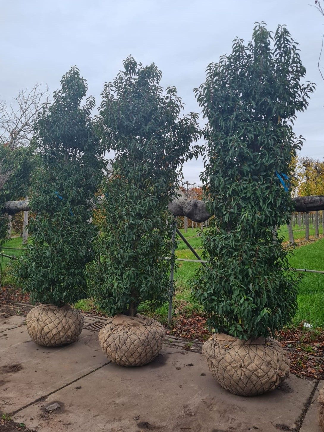 Portugese laurierkers 'Angustifolia' | Struikvorm