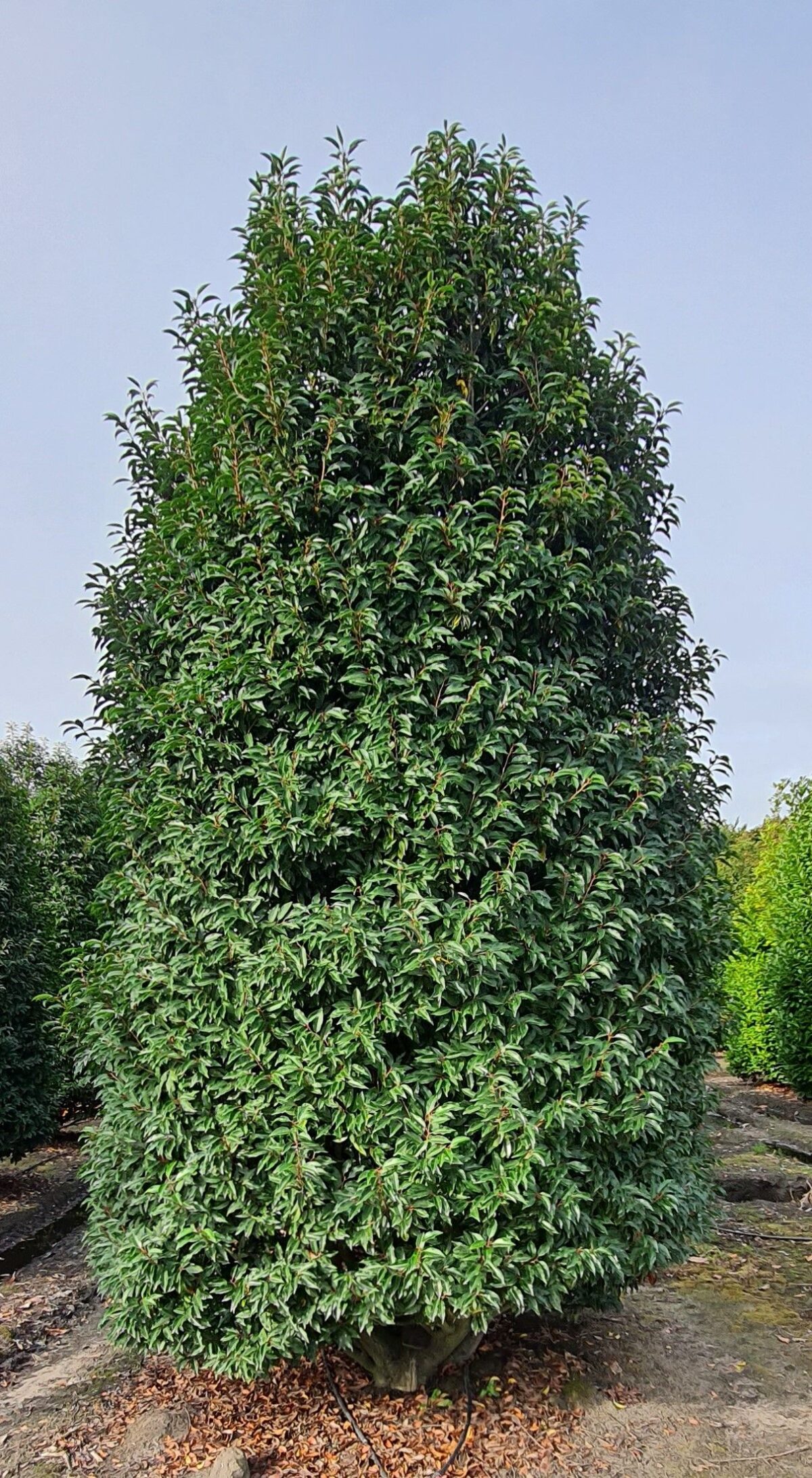 Portugese laurierkers 'Angustifolia' | Struikvorm