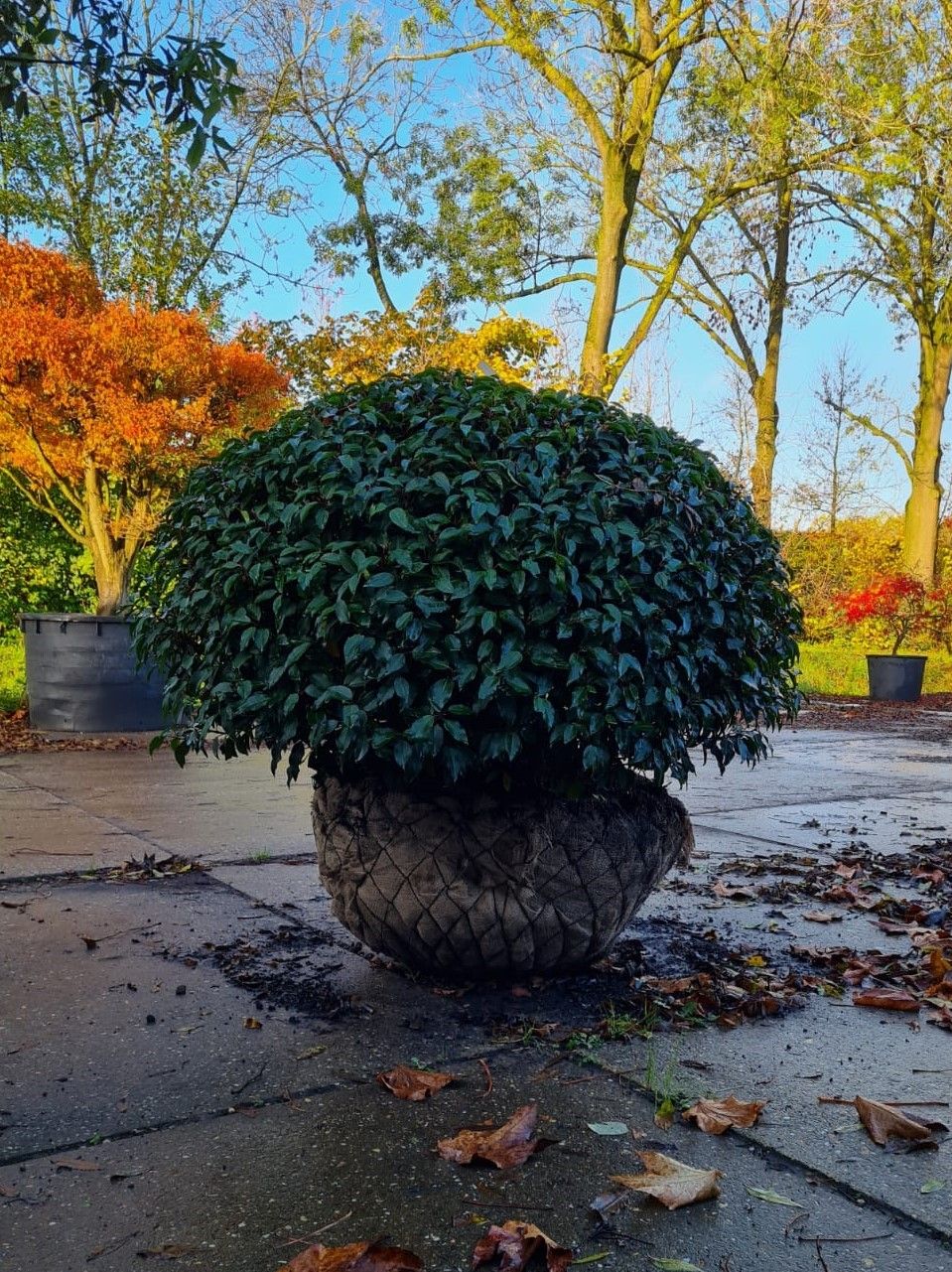 Portugese laurierkers 'Angustifolia' | Bolvorm