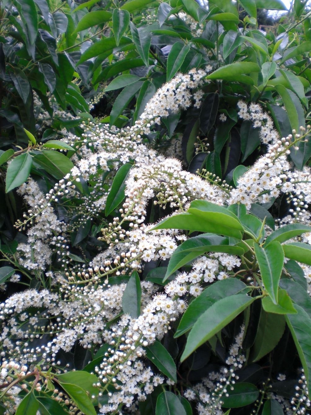 Portugese laurierkers 'Angustifolia' | Struikvorm