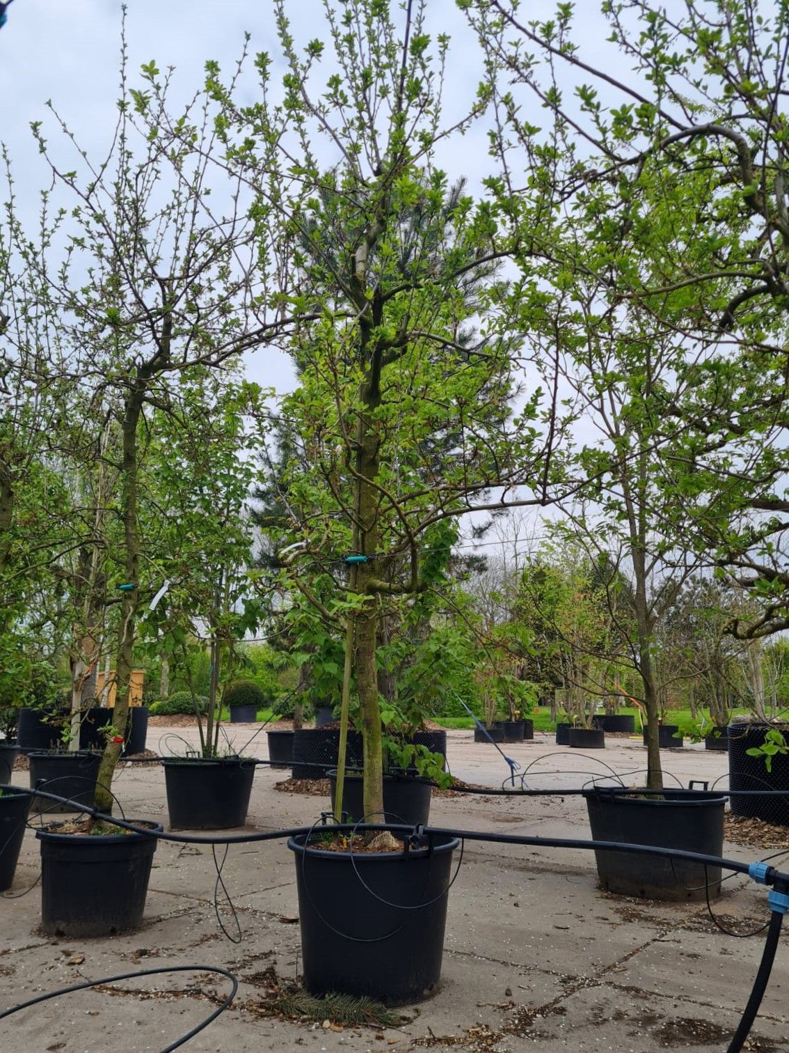 Pruimenboom 'Opal' | Halfstam