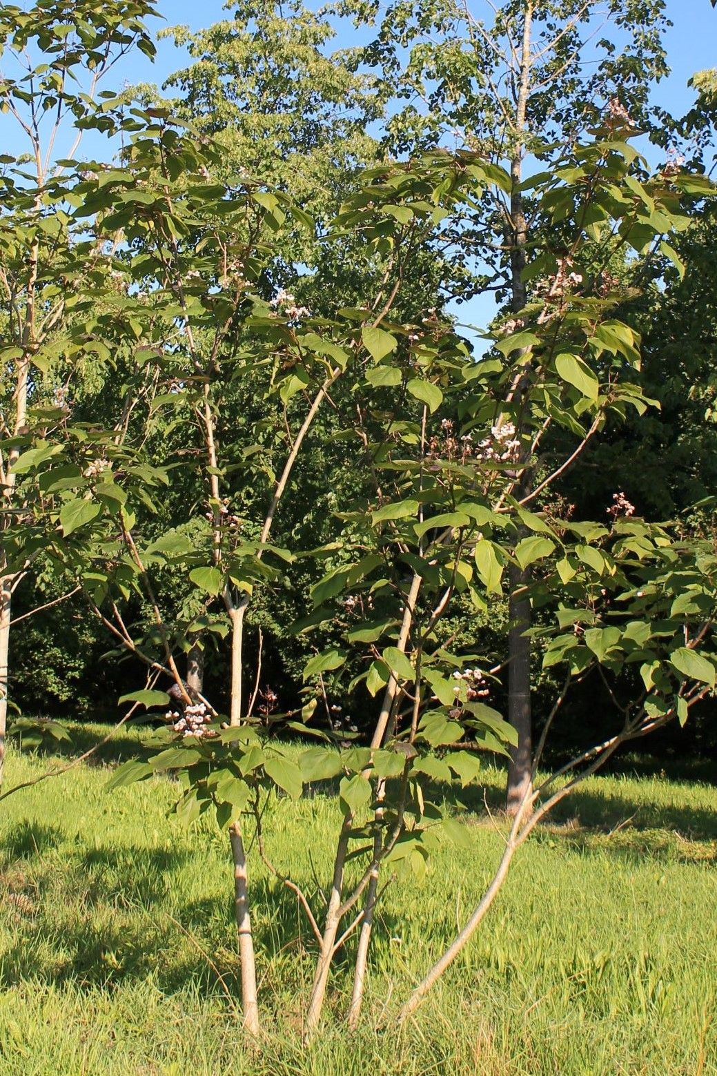 Purperen Trompetboom | Meerstammig