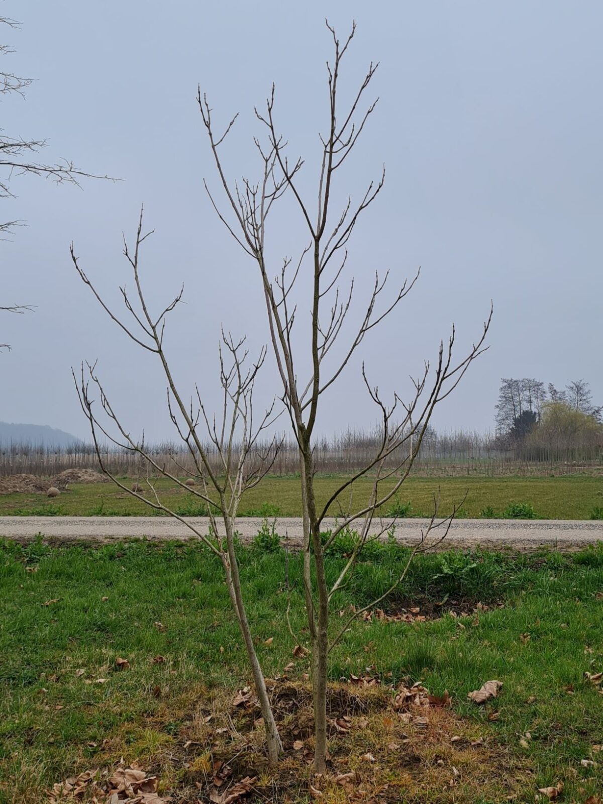 Purperen Trompetboom | Meerstammig