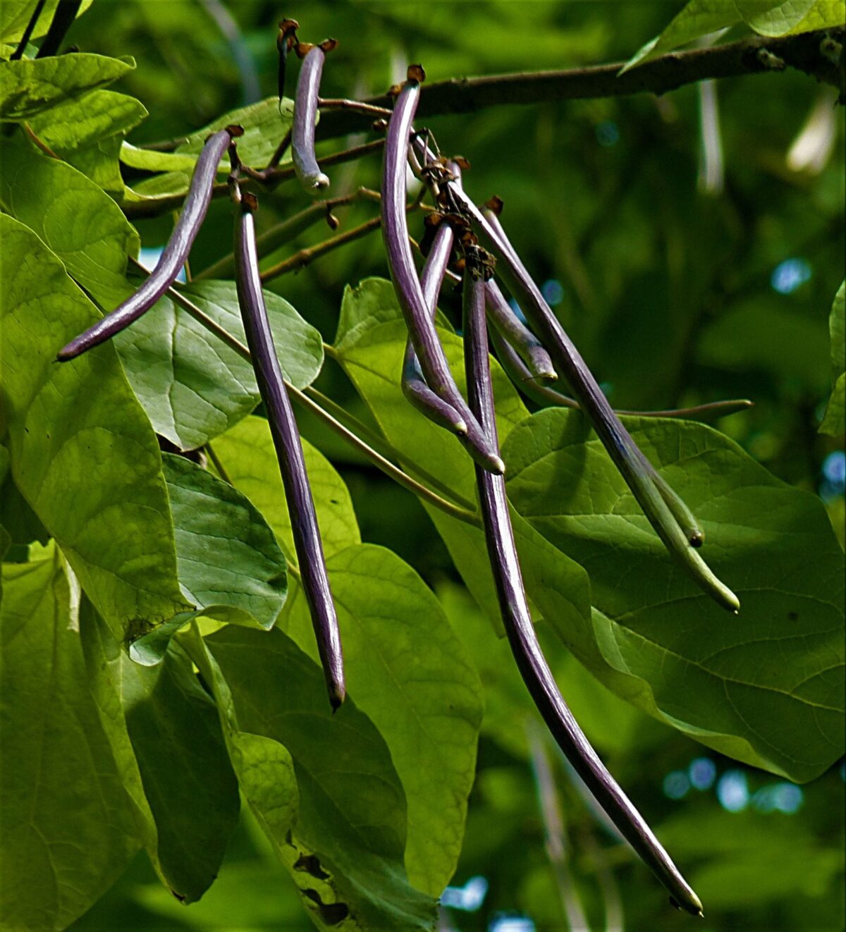 Purperen Trompetboom | Meerstammig