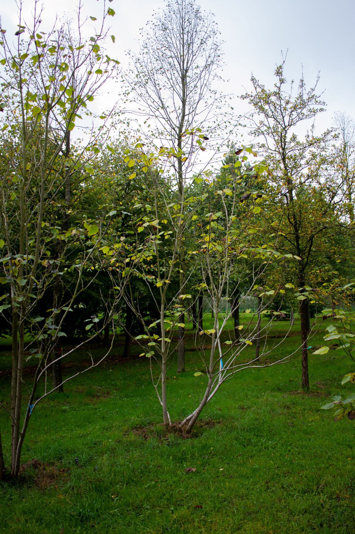 Purperen Trompetboom | Meerstammig