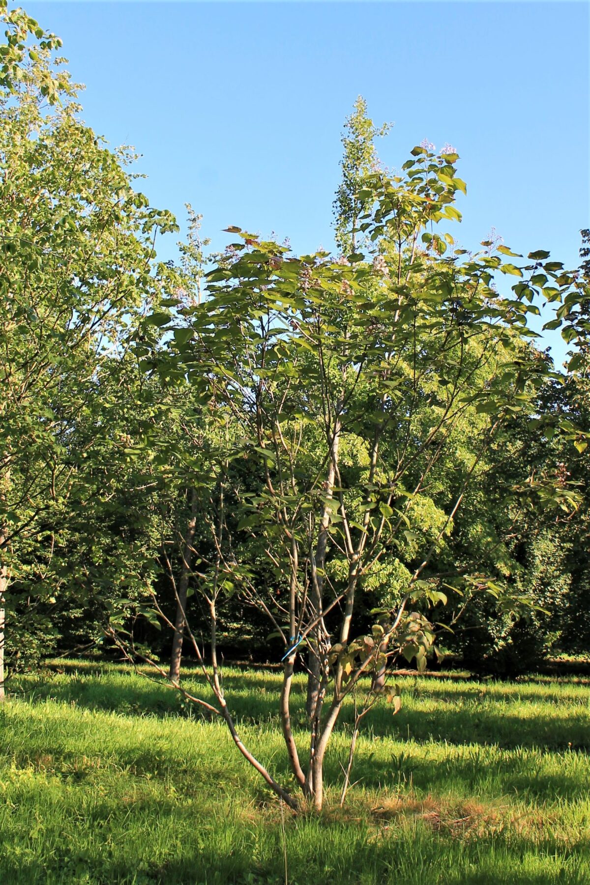 Purperen Trompetboom | Meerstammig