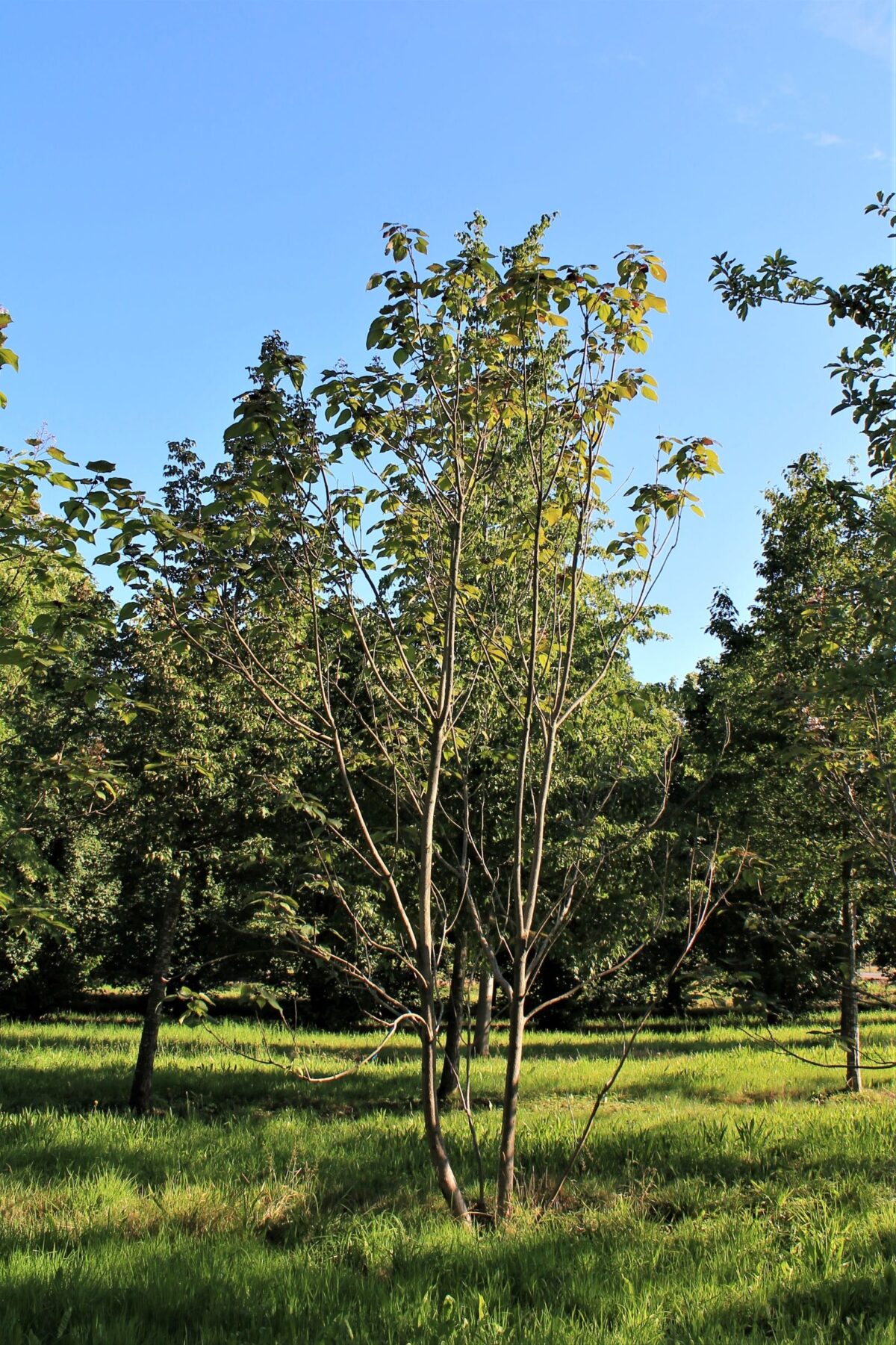 Purperen Trompetboom | Meerstammig